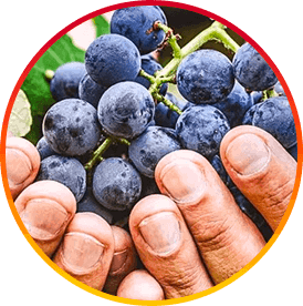 HepatoBurn USA Ingredients