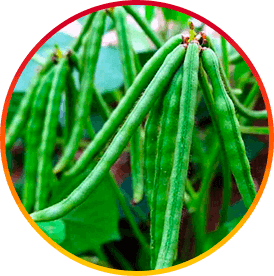 HepatoBurn USA Ingredients