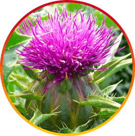 HepatoBurn USA Ingredients
