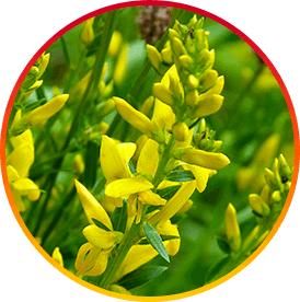 HepatoBurn USA Ingredients